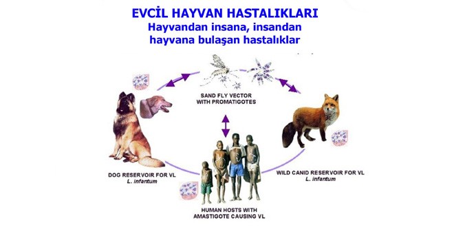 PANEL-“Evcil Hayvan Hastalıkları – Hayvandan İnsana, İnsandan Hayvana Bulaşan Hastalıklar”